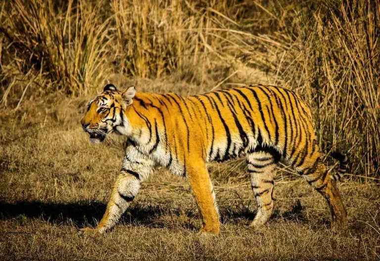 Jim Corbett National Park: Where to Stay and What to Do ? Tripadvisor