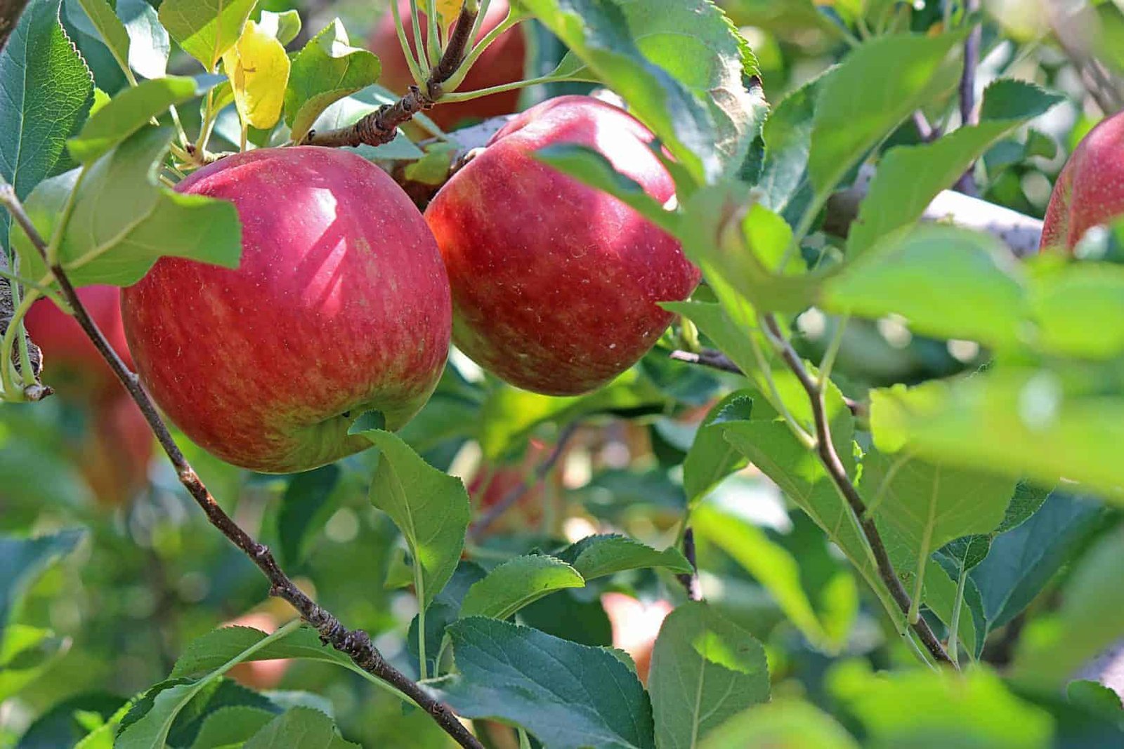 Apples Himachal