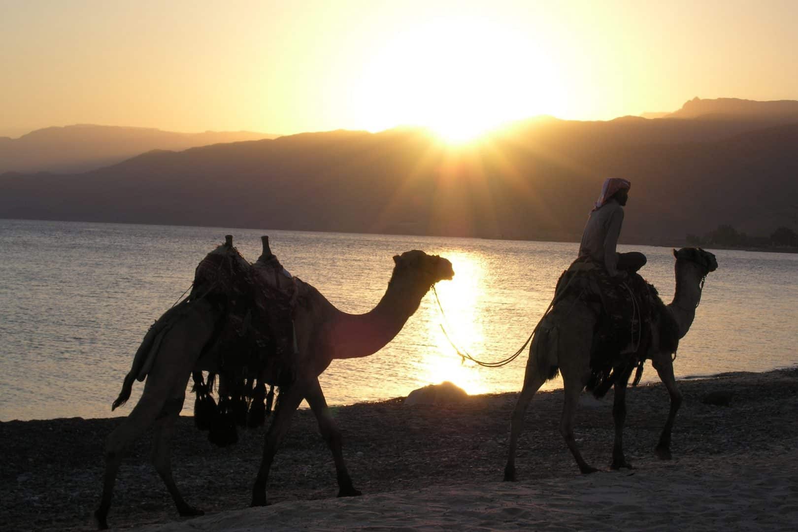 Camel Ride Red Sea