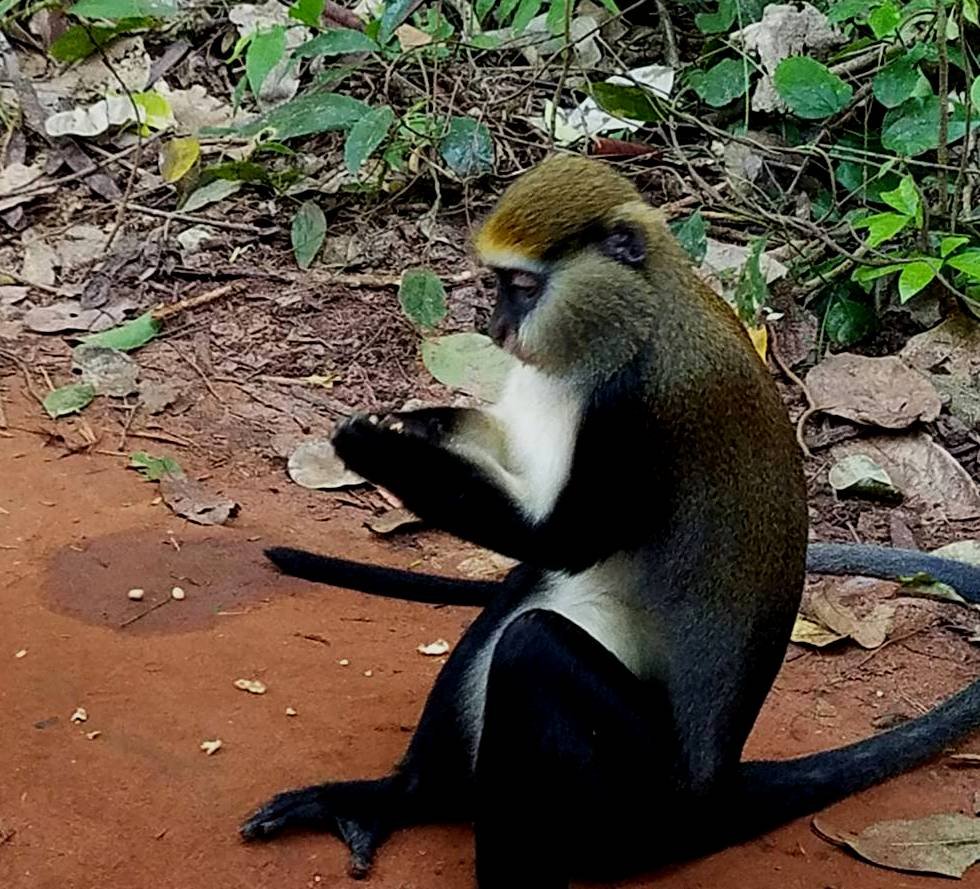 Boabeng Fiema monkey sanctuary