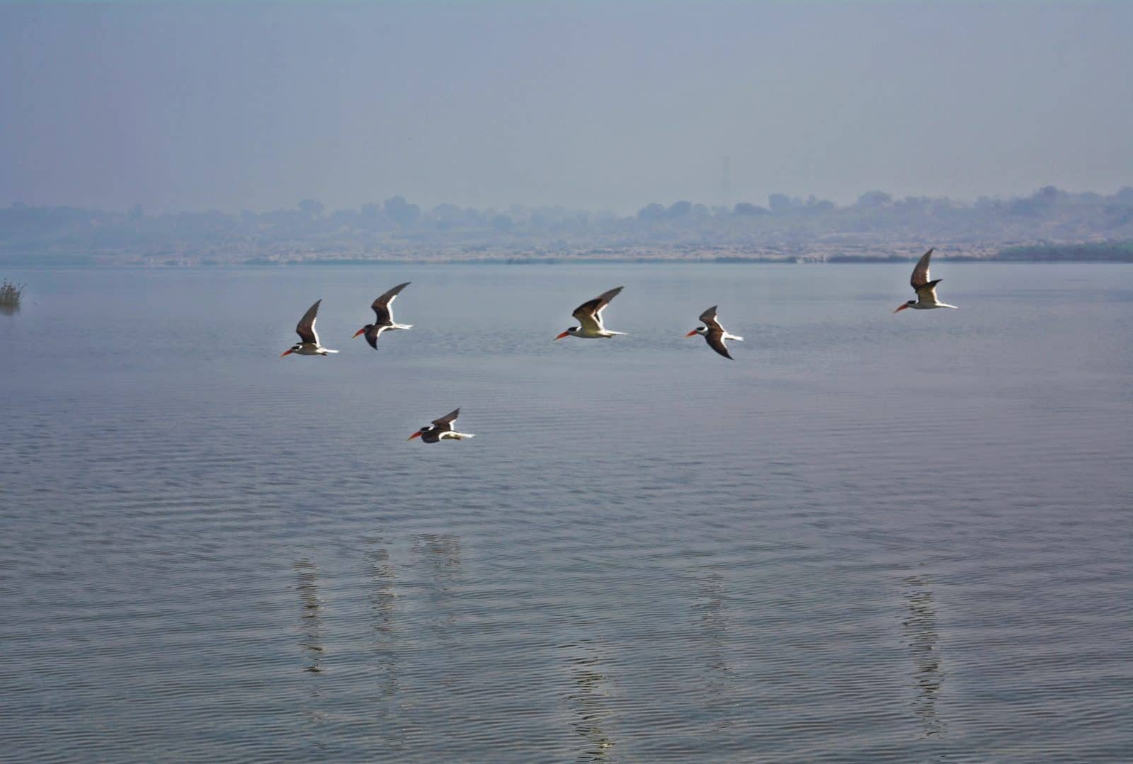 Chambal River Safari