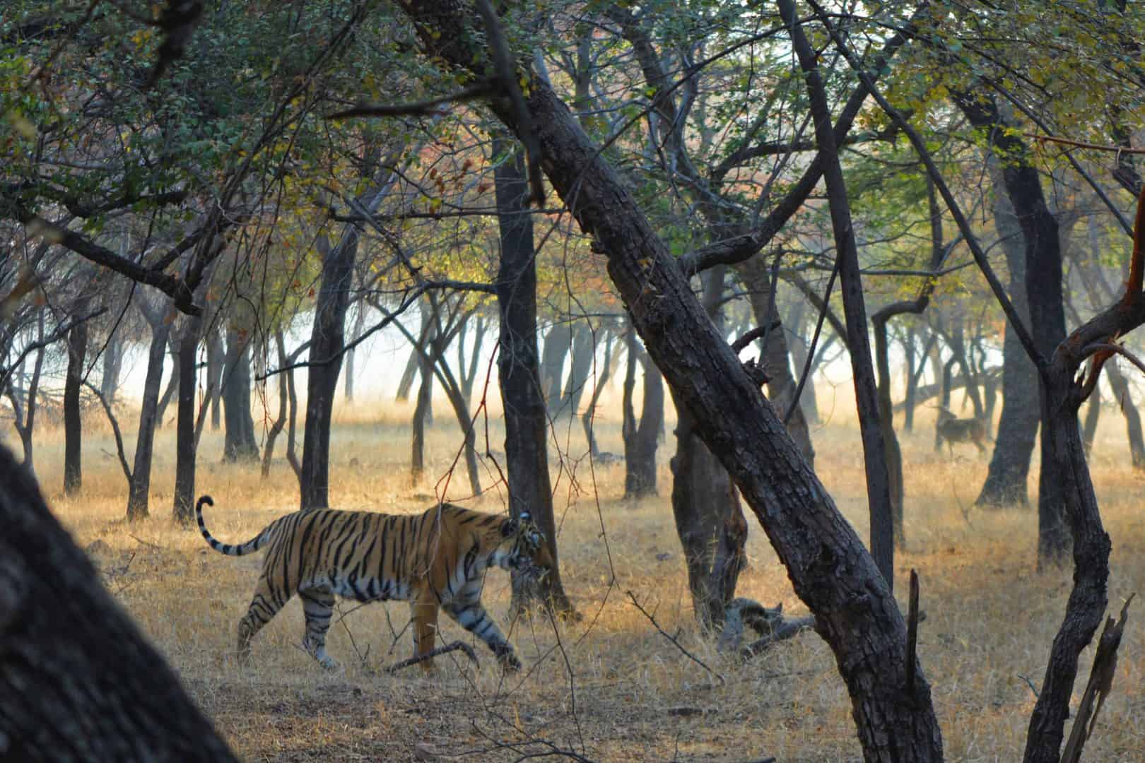 Ranthambore travel blog 