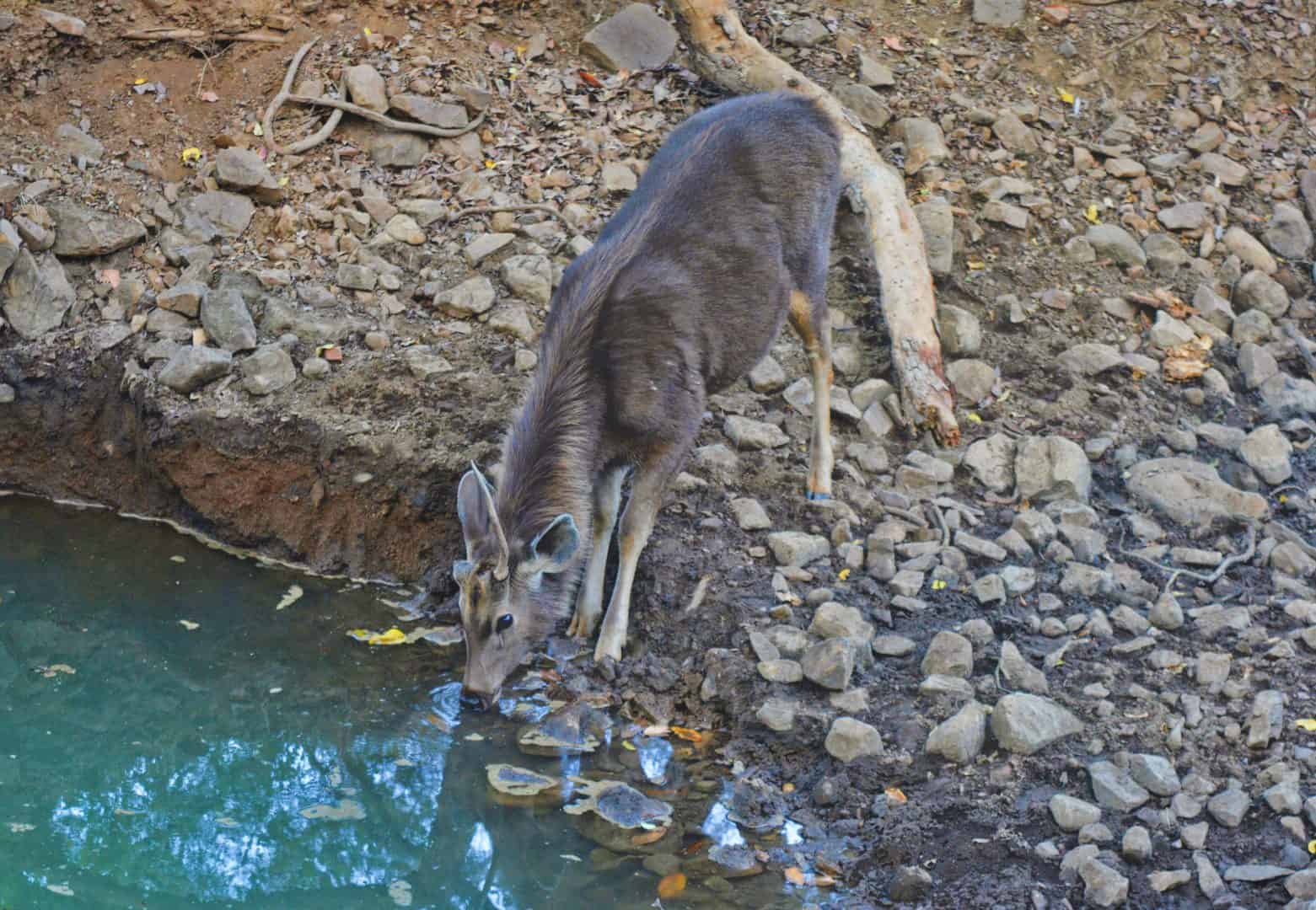 Ranthambore travel blog 