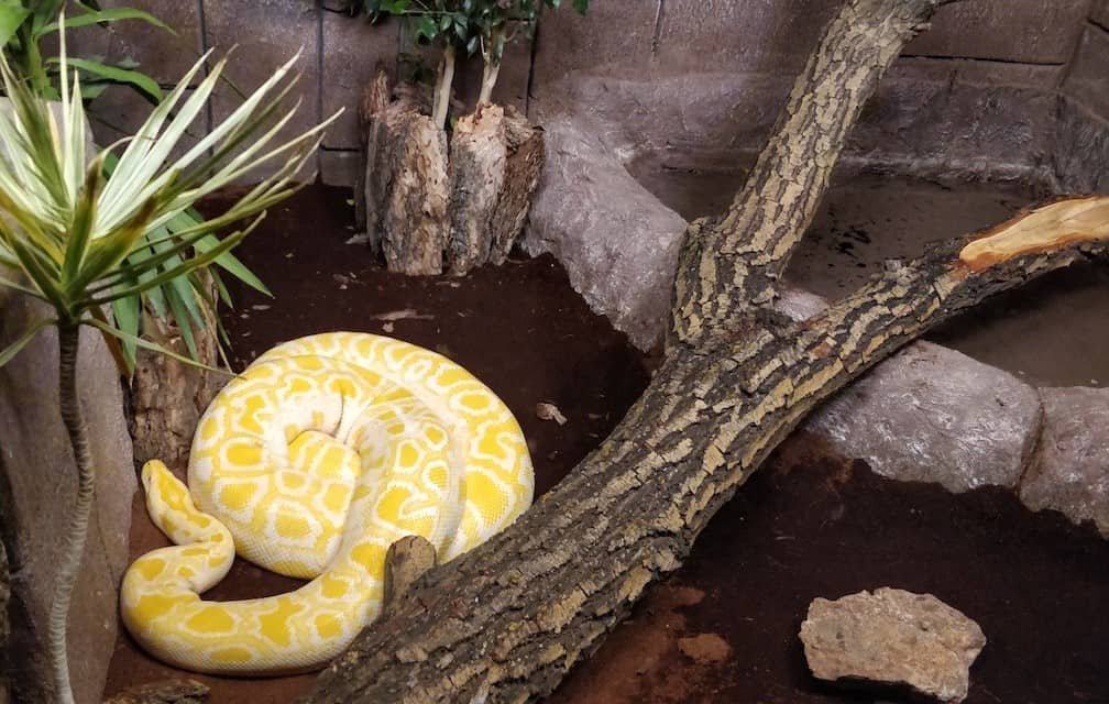 Snakes at the Eskisehir zoo