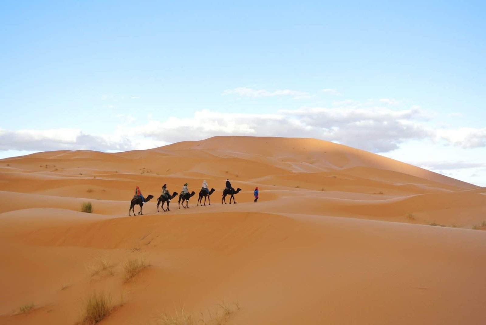 Camel Trail in Sahara