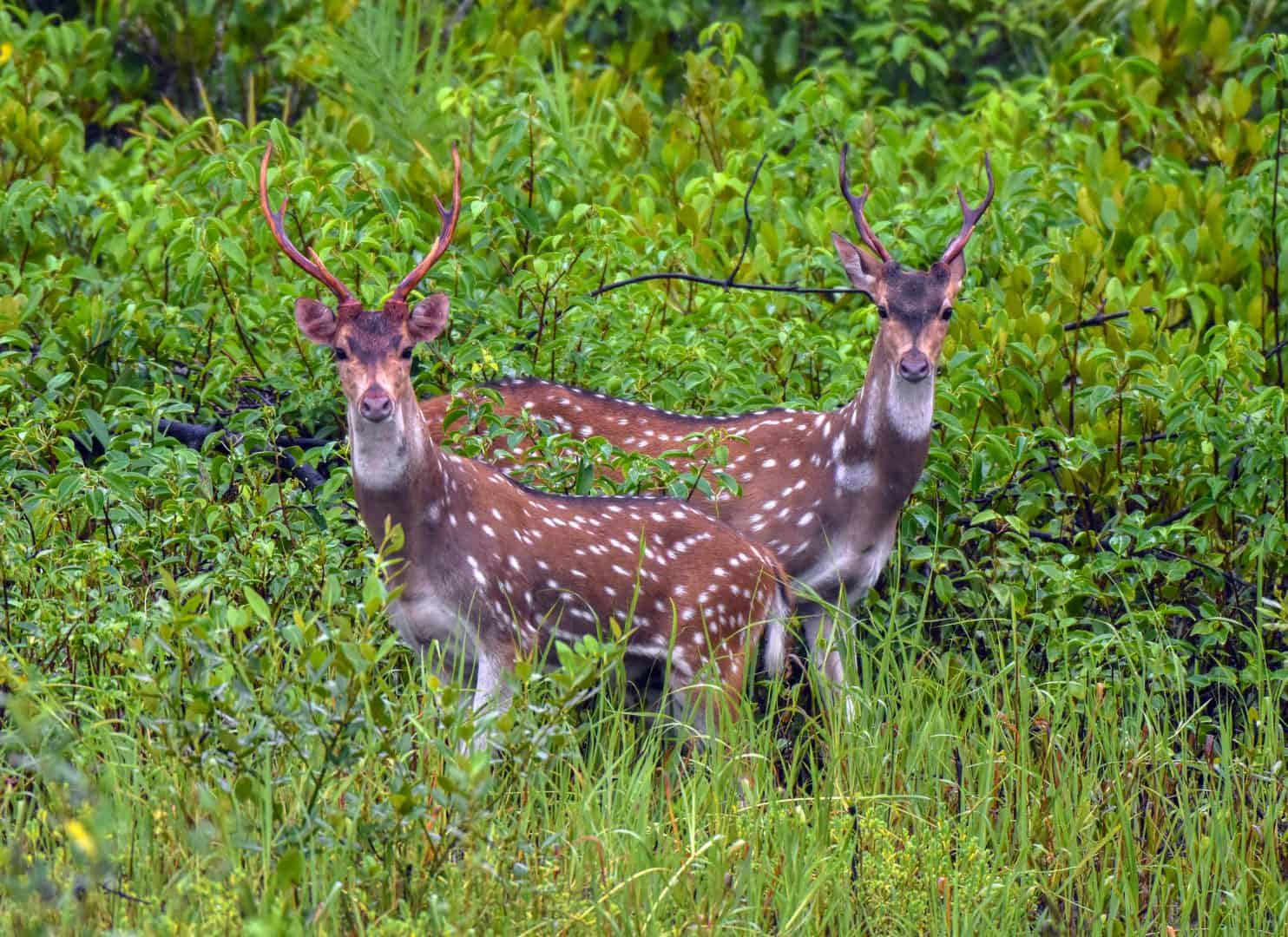 Sundarbans weekend tour