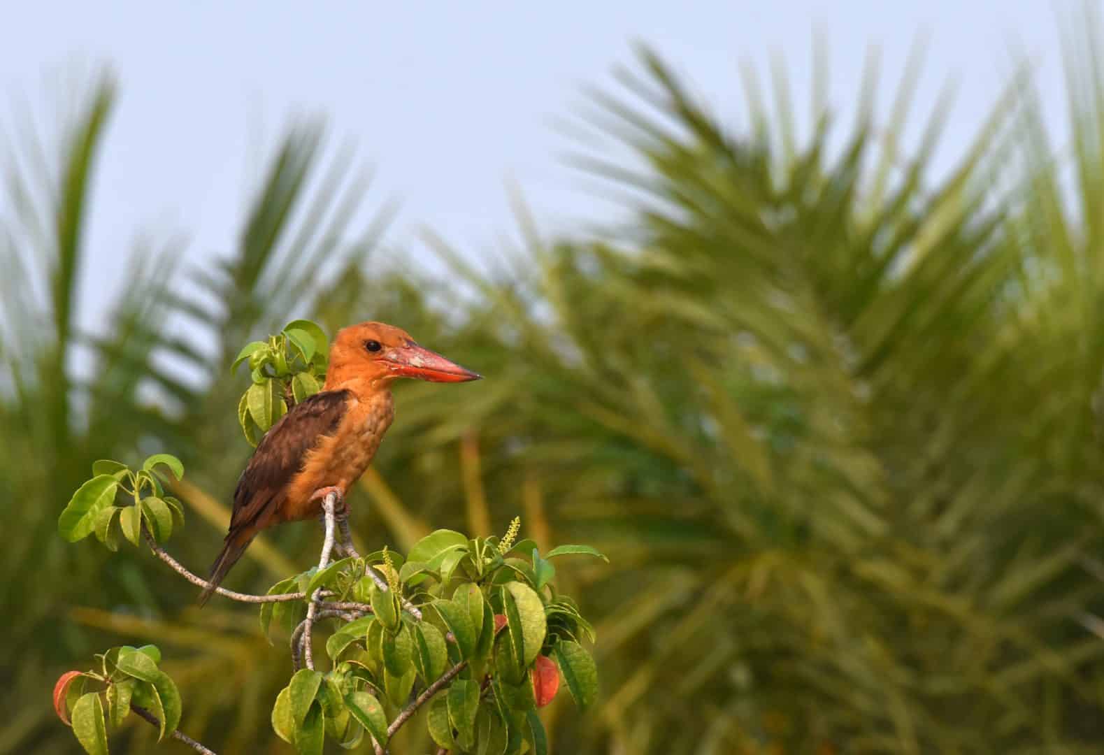 sundarbans weekend tour 