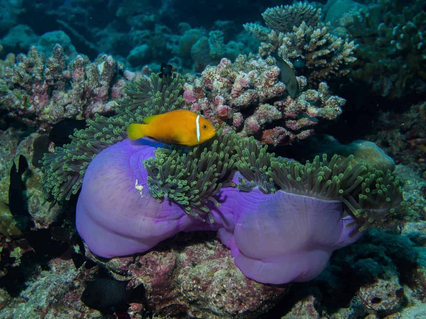 Clown Fish Andaman