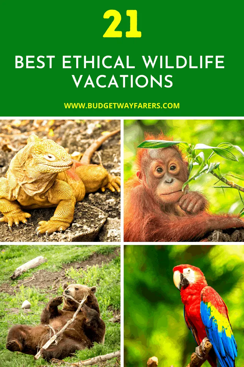 Best EThical Wildlife Vacations