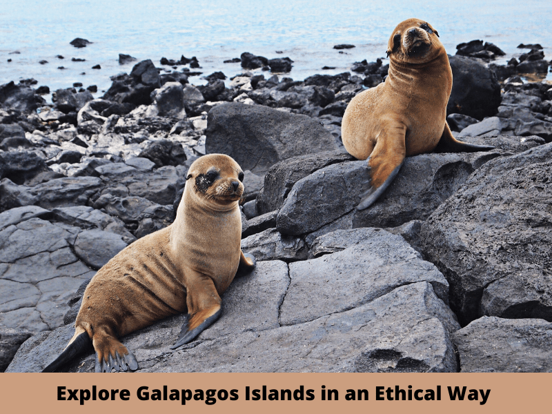 ethical wildlife vacations
