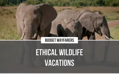 21 Unforgettable Ethical Wildlife Vacations for Animal Lovers