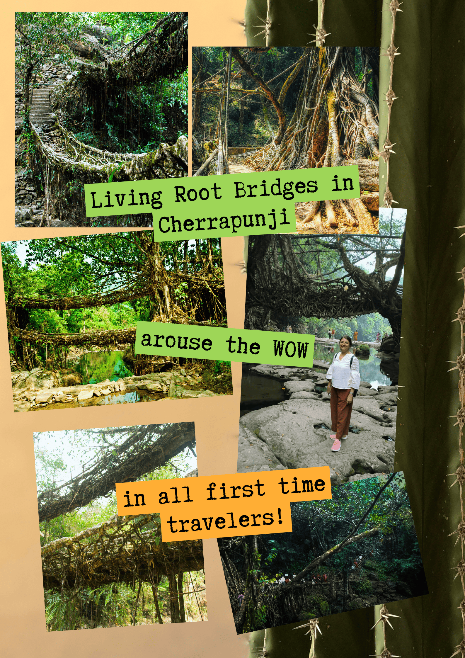 Living Root Bridges in cherrapunji